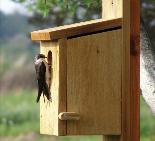 Tree-Swallow Birdhouse Project Download